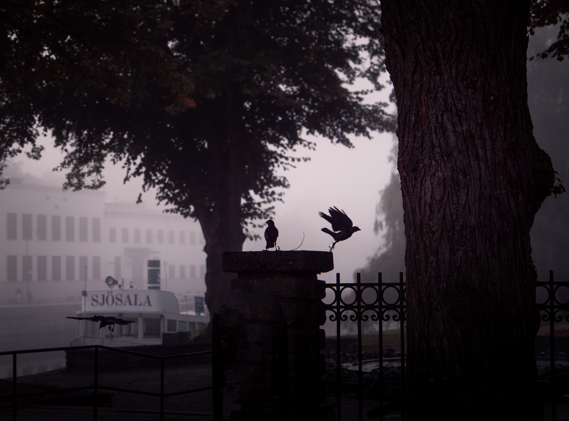 Crow taking off in Stadstadgarden.jpg